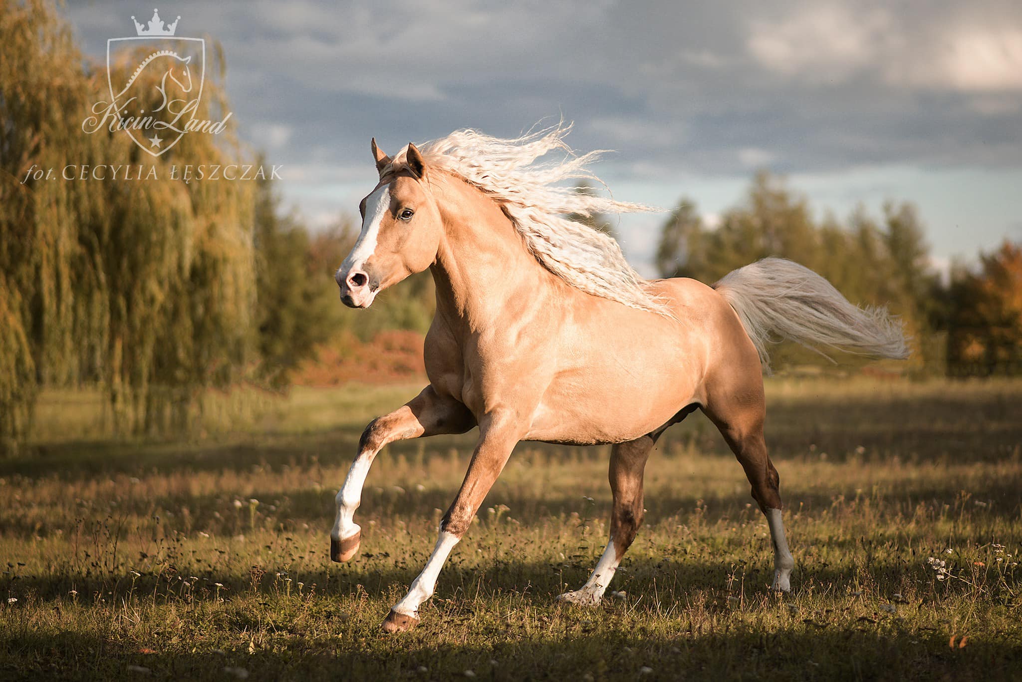 Maryna Kowalska and Daichi Dalvin (Djamai du Bois x Don Cremello du Bois), Kicinland - Poland